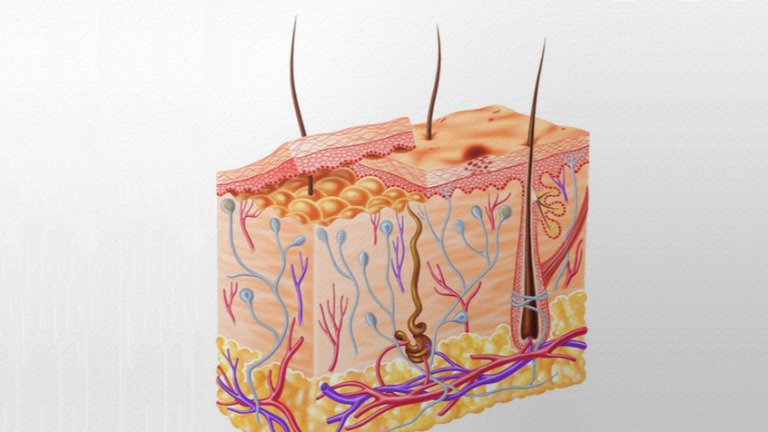 Module biologie cutanée et dermatologie - 18h